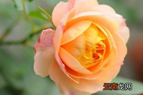 为什么月季只开一次花
