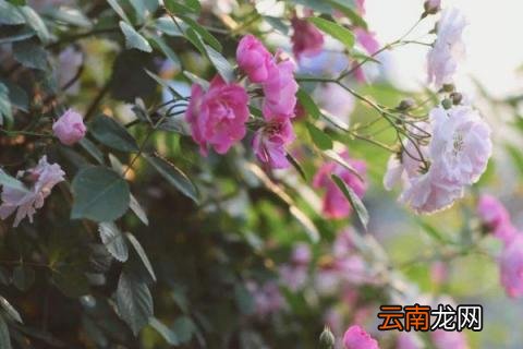 为什么月季只开一次花