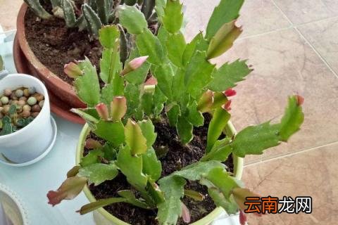 蟹爪兰夏天怎么养