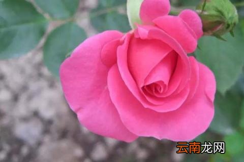 玫瑰花冬天会冻死吗
