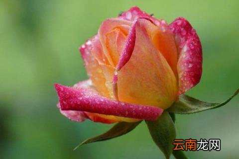 玫瑰花冬天会冻死吗