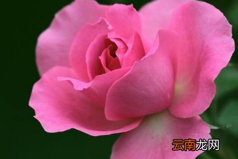 冬天芍药还用把枝都剪掉吗