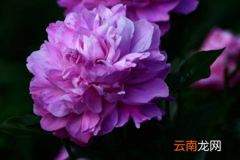 冬天芍药还用把枝都剪掉吗