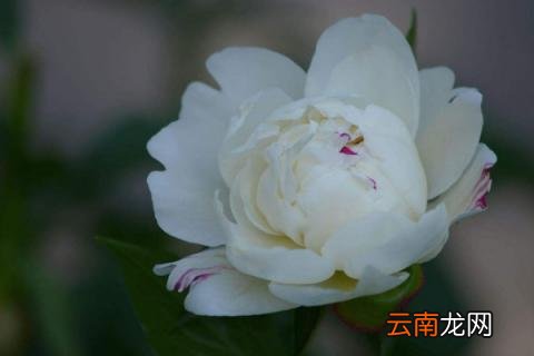 芍药什么时候休眠