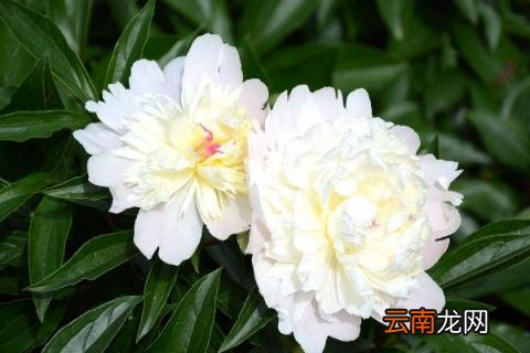 芍药什么时候休眠