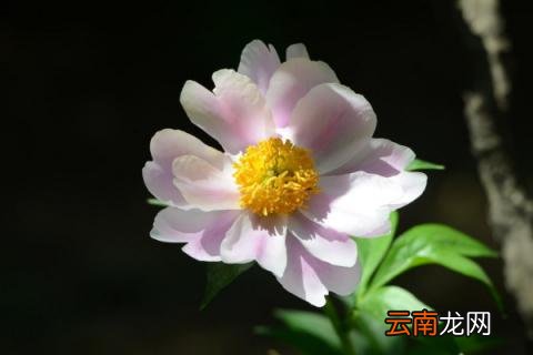 芍药夏天可以种吗
