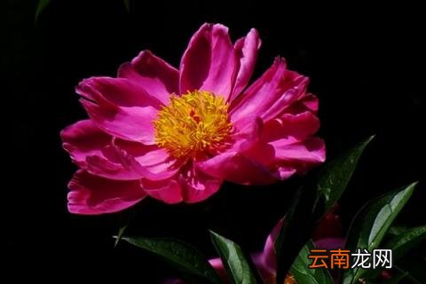 芍药花冬天怎么储存花蛤