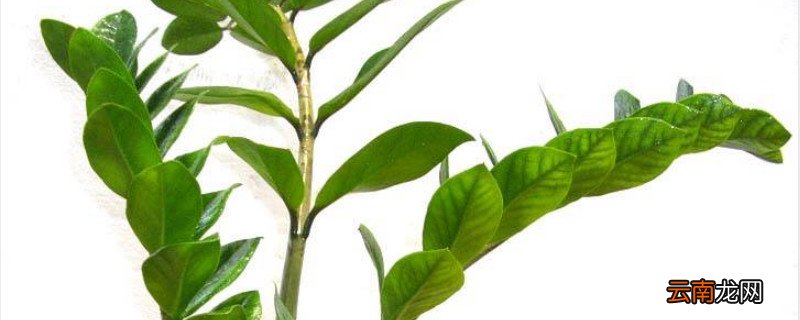 金钱树蔫蔫皱皱的怎么办
