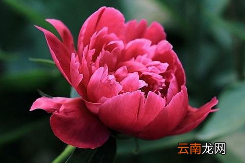 芍药花春天怎么种植