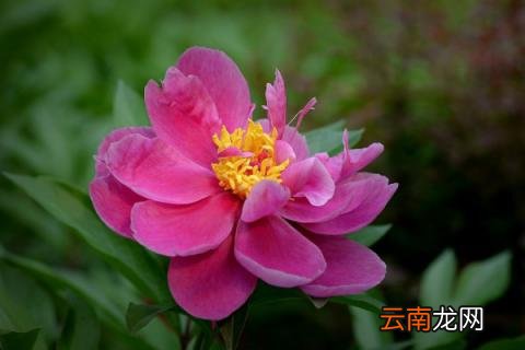 芍药花春天怎么种植
