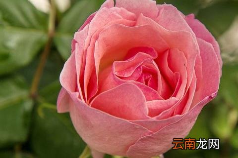 月季有花冠吗