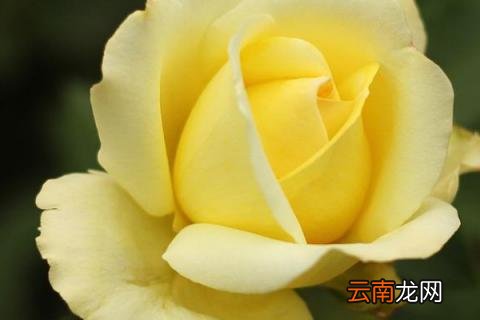 月季有花冠吗