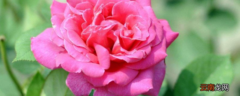 月季有花冠吗
