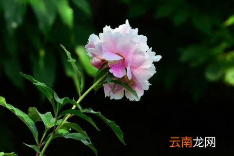 芍药花冬天多久浇水