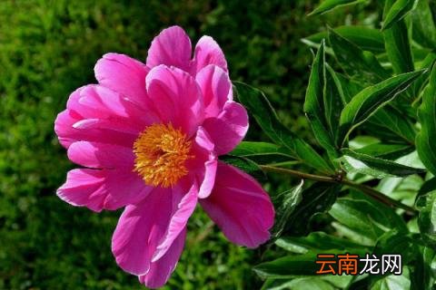 芍药花冬天多久浇水