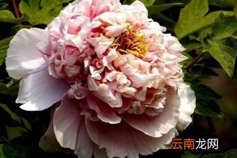牡丹花种子需要泡水吗