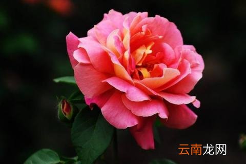 月季花为什么不开花