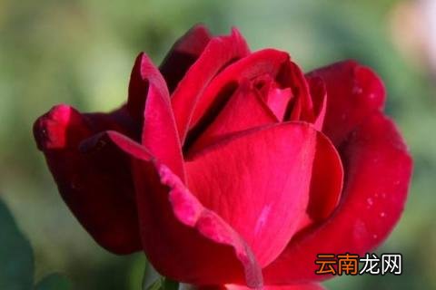 月季花为什么不开花
