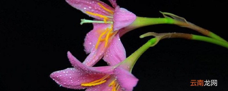盆栽百合花好养吗