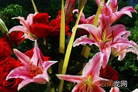盆栽百合花好养吗