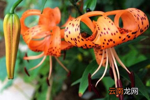 盆栽百合花好养吗