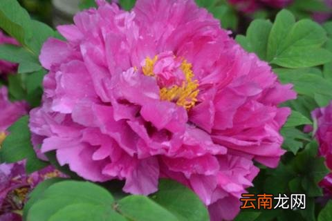 牡丹花夏天是不是应该枯萎
