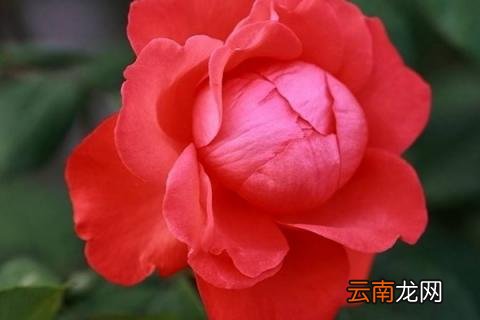 月季花冬天怎么剪枝