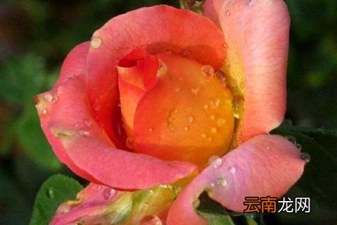 月季花冬天怎么剪枝