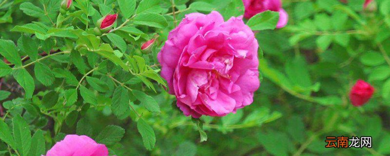 玫瑰花夏季怎样护理