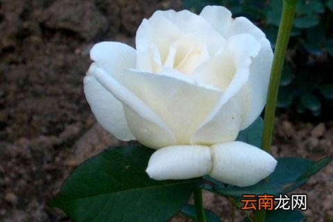 玫瑰花夏季怎样护理