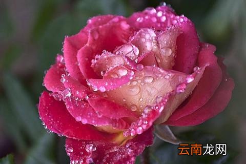 月季花的花骨朵怎么不开放