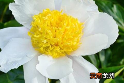 芍药水培可以养多久