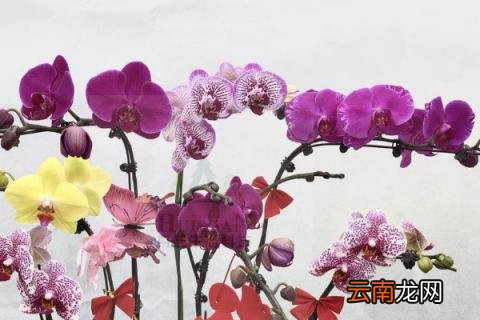 蝴蝶兰有毒吗