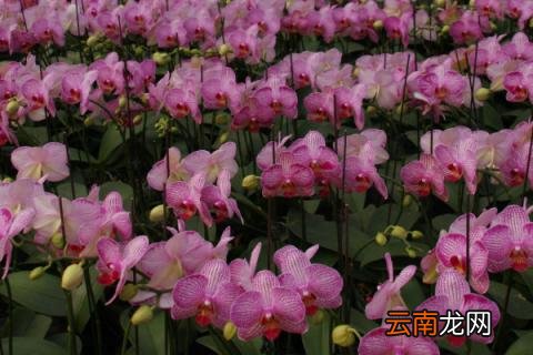 蝴蝶兰有毒吗