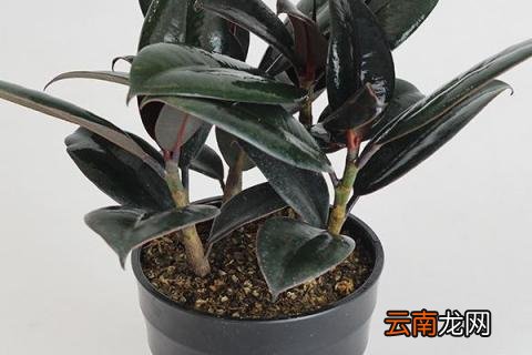盆栽橡皮树开花吗