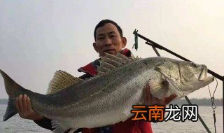 冬天钓鲈鱼深度 想钓大鱼的人来看看