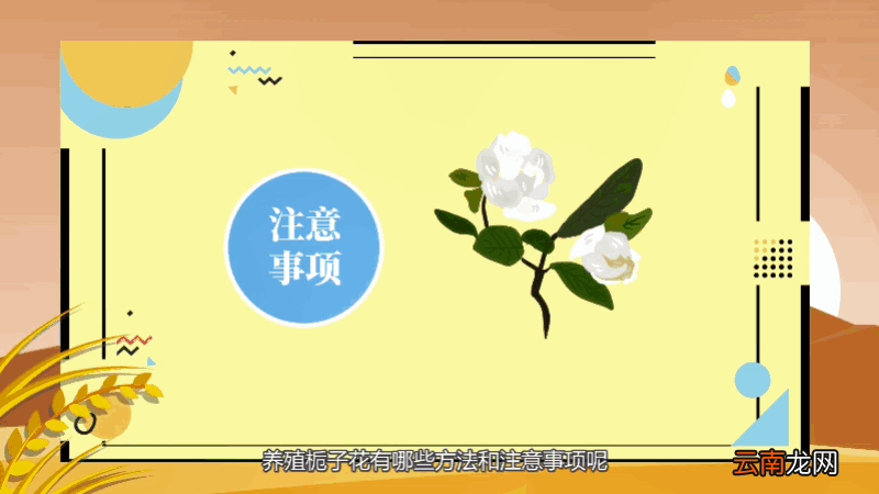 栀子花的养殖方法和注意事项 栀子花的养殖方法和注意事项有哪些