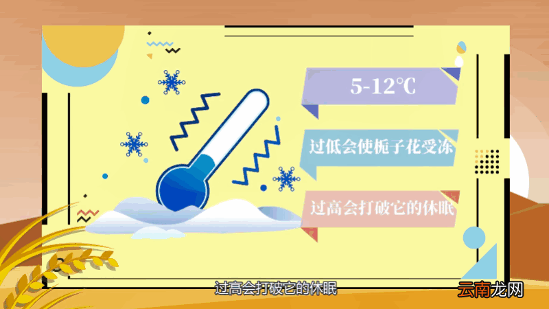 栀子花的养殖方法和注意事项 栀子花的养殖方法和注意事项有哪些