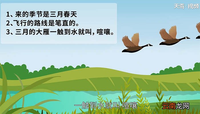 大雁归来中的大雁有哪些特点 大雁归来中的大雁的特点是什么