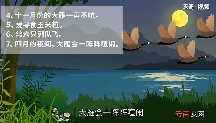 大雁归来中的大雁有哪些特点 大雁归来中的大雁的特点是什么