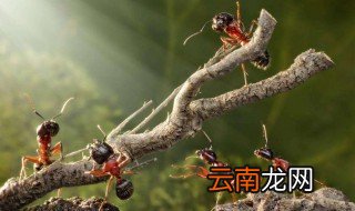 蚂蚁摔不死的奥秘 关于蚂蚁摔不死的奥秘