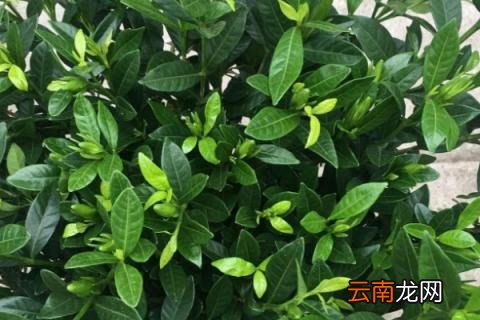 栀子花能耐多少度低温