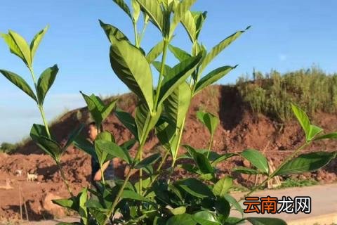 栀子花能耐多少度低温
