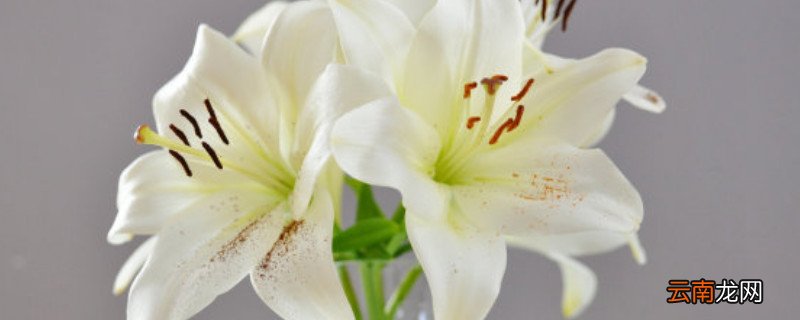 百合怕冷吗能防寒吗