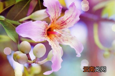 百合怕冷吗能防寒吗