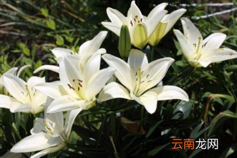 百合只长叶子不长花苞