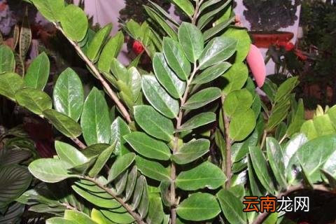 金钱树夏天几天浇一次水