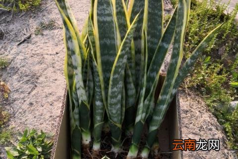 虎皮兰金边为什么消失