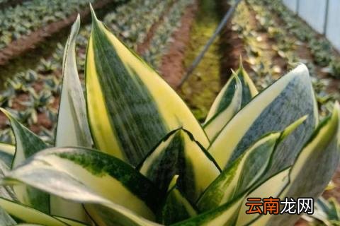虎皮兰金边为什么消失