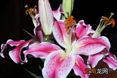 百合功能与作用是什么